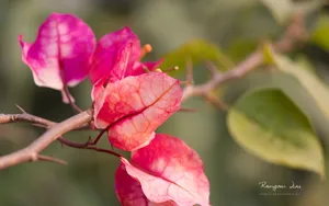 春天花园景色桌面壁纸_3