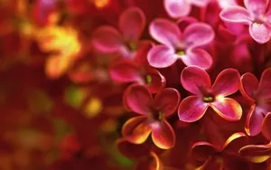 微距下的各色鲜花儿壁纸_2
