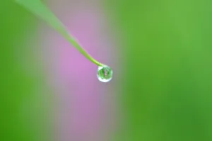 雨滴特写图片