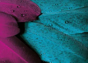 羽毛水珠图片_1