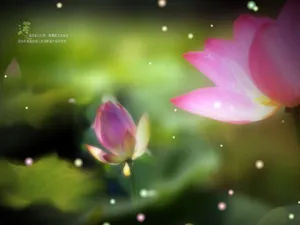 夏日莲花背景图片_1