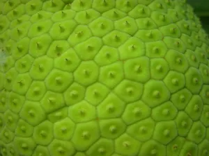 绿色水果皮肤纹理图片_1