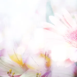 鲜花淡雅背景图片下载_1
