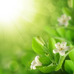 绿色背景鲜花图片下载