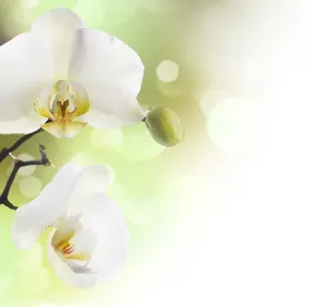 高清花瓣背景图片下载