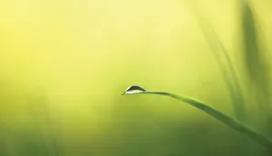 高清绿草背景图片下载
