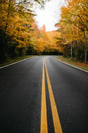 秋天树林公路图片