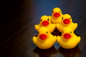 玩具小黄鸭高清图片第张