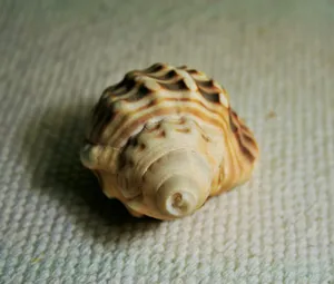 海螺高清图片第张