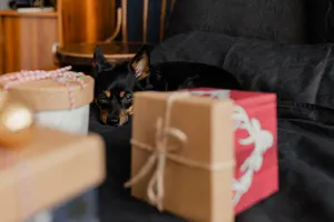 床上的礼物盒和狗图片第张