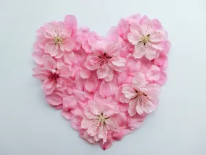 粉红色花瓣摆成的爱心图片第张