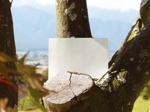 空白的明信片在枫树上图片第张