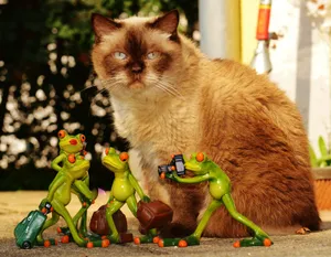 玩具青蛙高清图片第张