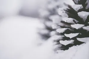 雪地上的干松果图片第张