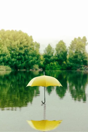 颜色各异的雨伞图片第张