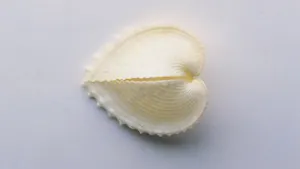 贝壳虚化背景图片第张