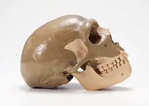 人头骨图片第张