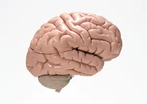 人大脑模型图片第张