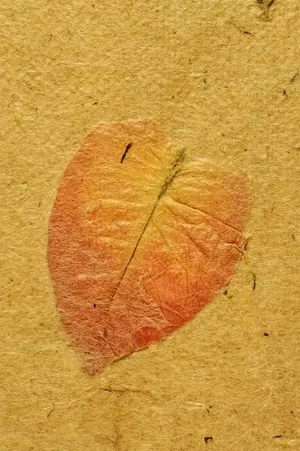 树叶羊皮纸图片_1