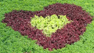 公园园艺设计图片第张