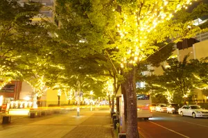 日本表参道的照明灯图片第张