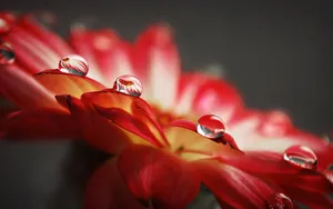 微距下的各色鲜花儿壁纸_5