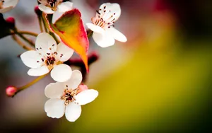 微距下的各色鲜花儿壁纸_7