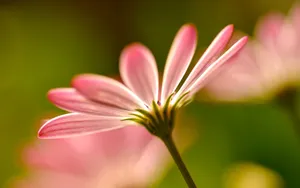 微距下的各色鲜花儿壁纸_8