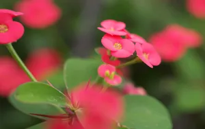 微距下的各色鲜花儿壁纸_9