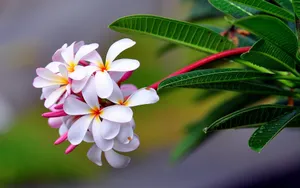 微距下的各色鲜花儿壁纸_10