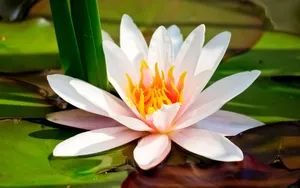 微距下的各色鲜花儿壁纸_11