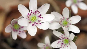 雪割草花语_2