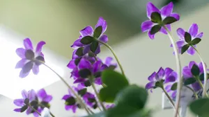雪割草花语_3
