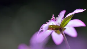 雪割草花语_4