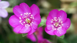 雪割草花语_7
