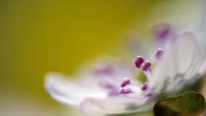 雪割草花语_8
