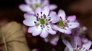雪割草花语_10