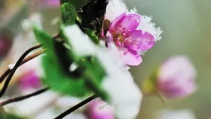 雪割草花语_13