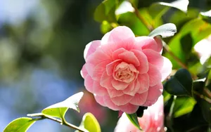 曼佗罗花