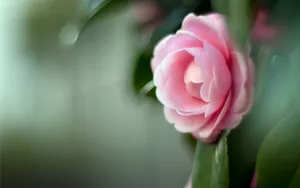 曼佗罗花