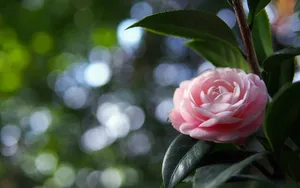 曼佗罗花_2