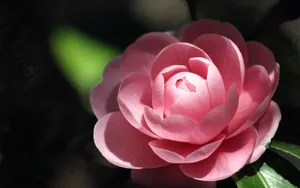 曼佗罗花_3