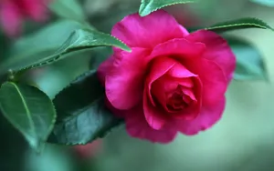 曼佗罗花_4