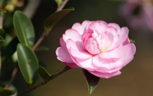 曼佗罗花_6