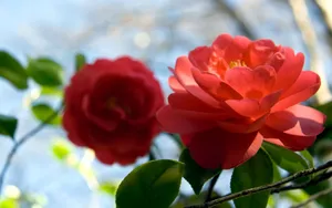 曼佗罗花_7
