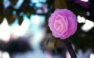 曼佗罗花_8