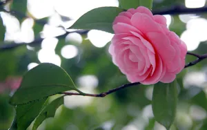 曼佗罗花_9