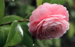 曼佗罗花_10