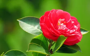 曼佗罗花_11