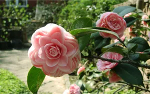 曼佗罗花_12